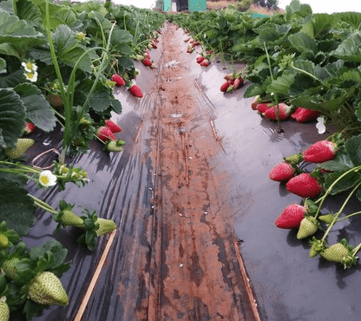 MULCH FILM